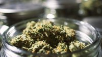 (21.03.2024) Der Bundesrat hat den Weg frei gemacht für die Teillegalisierung von Cannabis. Betriebe müssen den Gefährdungen, die durch Drogen am Arbeitsplatz entstehen, wirksam begegnen. Konsum, der zu Gefährdungen führen kann, muss ausgeschlossen sein.